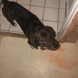 Meet your Posher, Debbie Le